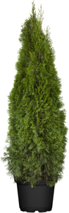 Heckenthuja Smaragd H 160-180 cm 32 cm Topf