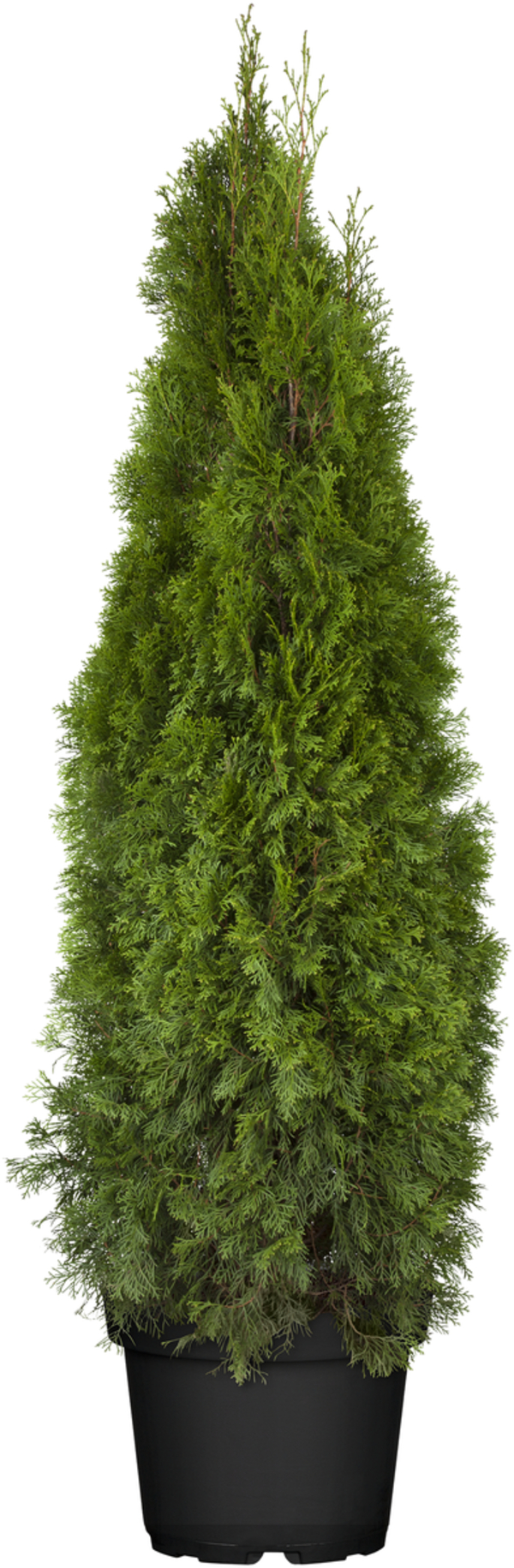 Bild 1 von Heckenthuja Smaragd H 160-180 cm 32 cm Topf