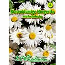 Bild 1 von Chrysanthemum maximum, Riesenblumige Margerite