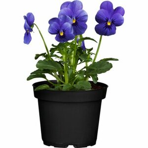 Hornveilchen Blau Topf Ø ca. 11 cm Viola cornuta