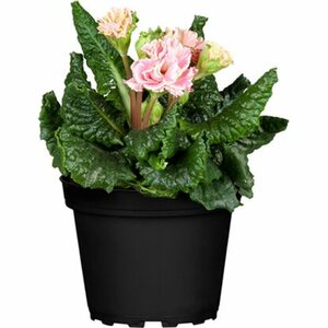 Rosenprimel "Belarina" gefüllt Rosa Topf Ø ca. 13 cm Primula vulgaris