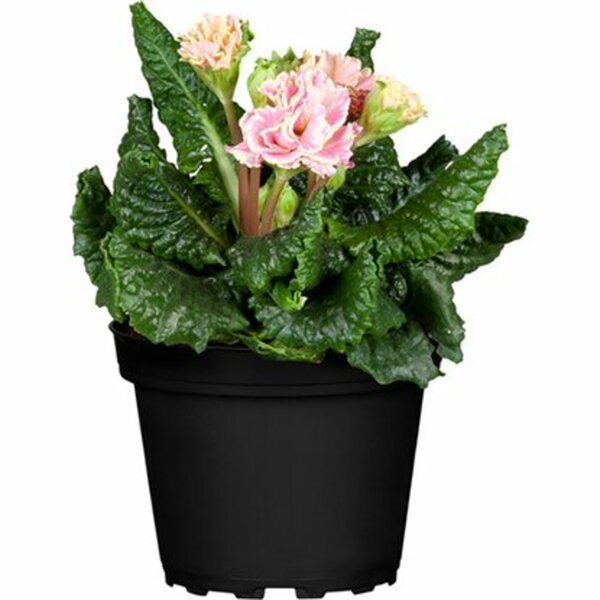 Bild 1 von Rosenprimel "Belarina" gefüllt Rosa Topf Ø ca. 13 cm Primula vulgaris