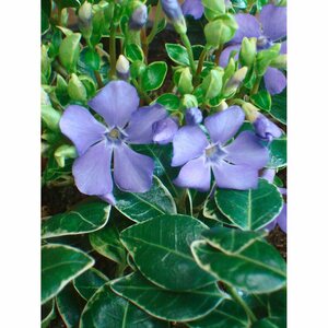 Immergrün "Ralph Shugert" Blauviolett Topf-Ø ca. 9 cm Vinca minor