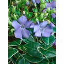 Bild 1 von Immergrün "Ralph Shugert" Blauviolett Topf-Ø ca. 9 cm Vinca minor