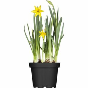 GROW by OBI Narzisse "Tete a Tete" Gelb Topf-Ø ca. 12 cm Narcissus cyclamineus