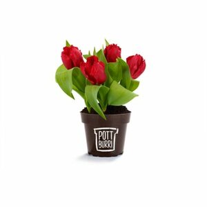 Pottburri Tulpe "Sondersorten" Rot oder Weiß " Topf-Ø ca. 12 cm Tulipa