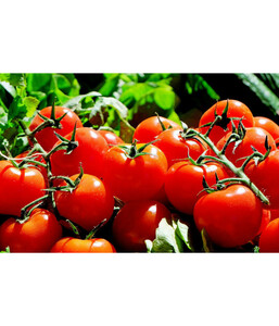 Bioland Tomate, rundfruchtig
