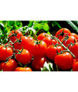 Bild 1 von Bioland Tomate, rundfruchtig
