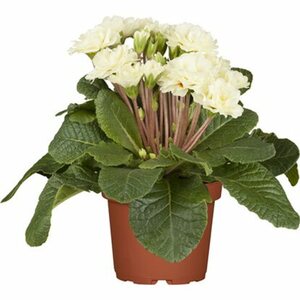 Rosenprimel "Belarina" gefüllt Weiß Topf Ø ca. 13 cm Primula vulgaris