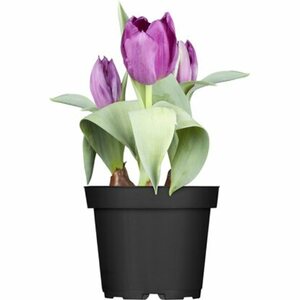 GROW by OBI Tulpen-Mix Topf-Ø ca. 12 cm Tulipa Hybriden