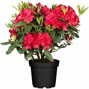 OBI Rhododendron "Nova Zembla" Rot Höhe ca. 30 - 40 cm Topf ca. 5 l Rhododendron