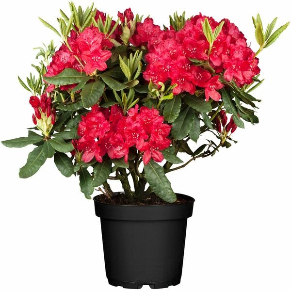 Bild 1 von OBI Rhododendron "Nova Zembla" Rot Höhe ca. 30 - 40 cm Topf ca. 5 l Rhododendron