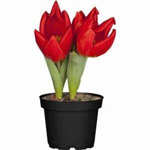 GROW by OBI Tulpen Mix Gelb, Rot und Rosa Topf-Ø ca. 9 cm Tulipa