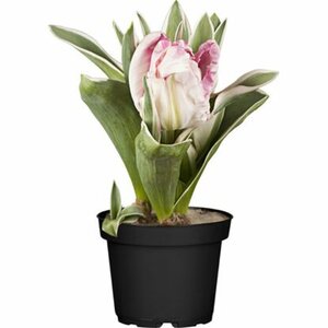 GROW by OBI Papageien-Tulpen-Mix Topf-Ø ca. 12 cm Tulipa Hybride