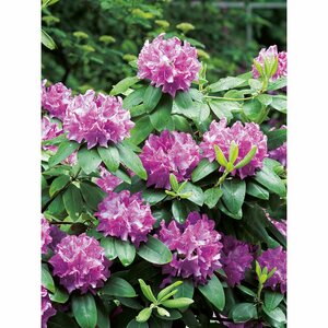 OBI Rhododendron "Roseum Elegans" Rosa Höhe ca. 30-40 cm Topf ca.5l Rhododendron