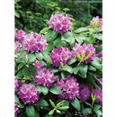 Bild 1 von OBI Rhododendron "Roseum Elegans" Rosa Höhe ca. 30-40 cm Topf ca.5l Rhododendron