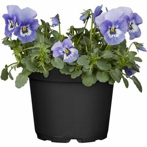 Hornveilchen Blau/Weiß Topf Ø ca. 11 cm Viola cornuta