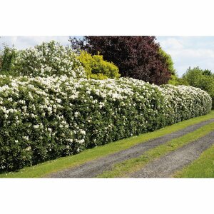 OBI Rhododendron "Cunninghams White" Weiß Höhe ca. 20 - 30 cm Topf ca. 5 l