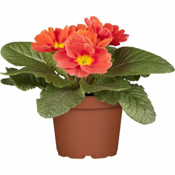 Bild 1 von Kissen-Primel verschiedene Farben Topf-Ø ca. 9 cm Primula