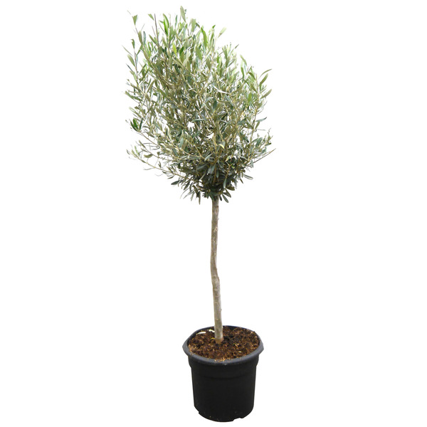 Bild 1 von toom Olivenbaum 80 cm, 20 cm Topf