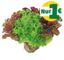Bild 1 von Deutsche bunte Salate mit Wurzel*
