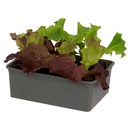 Bild 1 von GARDENLINE Salat Duo, 6er-Tray