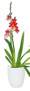 Cambria Orchidee im Keramik-Übertopf