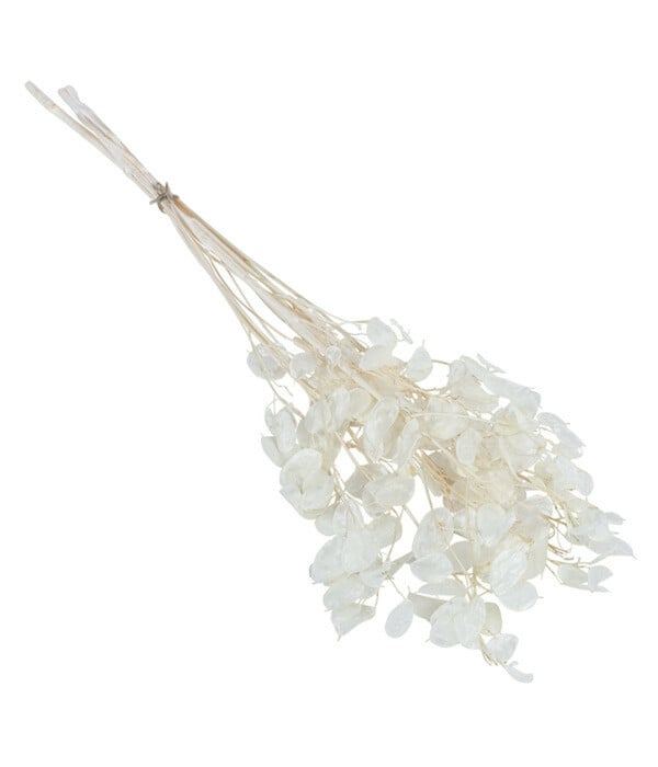 Bild 1 von Trockenblumenbund Lunaria, weiß