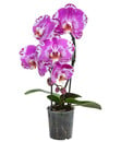 Bild 1 von Schmetterlingsorchidee - Phalaenopsis cultivars 'Victorio'