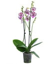 Bild 1 von Schmetterlingsorchidee - Phalaenopsis cultivars 'Signature Speechless Elegance'