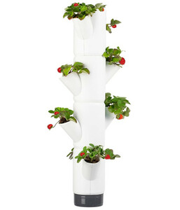 Gusta Garden Erdbeerbaum Sissi Strawberry hanging, ca. B27/H77/T27 cm