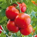 Bild 1 von Krautfäule-Resistente Tomaten