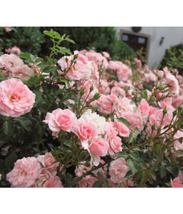 Bodendeckerrose 'The Fairy®', rosa
