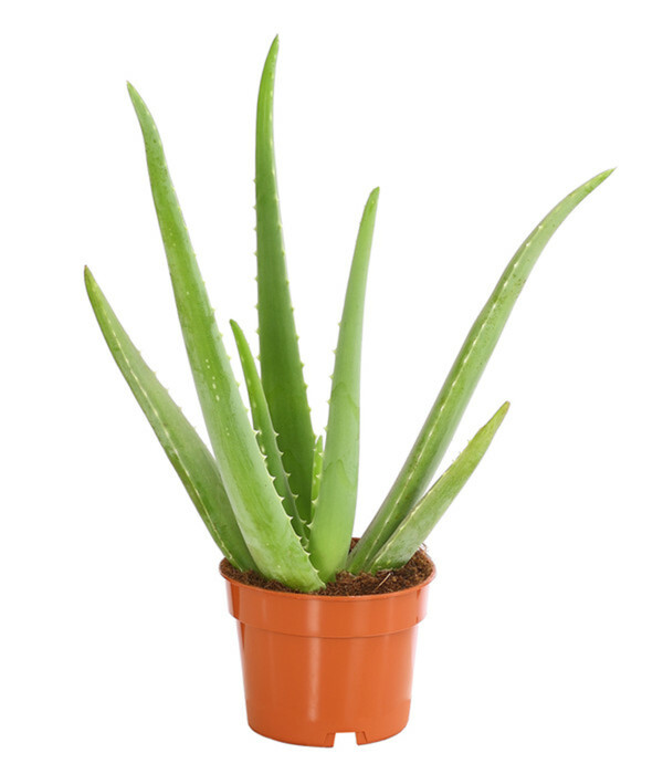 Bild 1 von Echte Aloe - Aloe vera