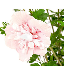 Hibiscus 'Pink Chiffon' - Garten-Eibisch