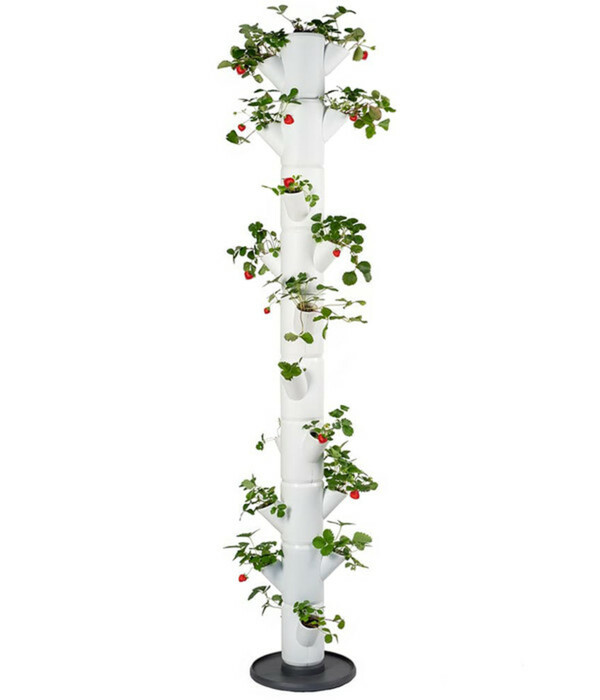 Bild 1 von Gusta Garden Erdbeerbaum Sissi Strawberry Infinty, ca. B32/H185/T27 cm