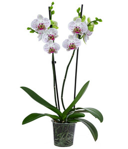 Schmetterlingsorchidee - Phalaenopsis cultivars 'Goya'