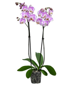Schmetterlingsorchidee - Phalaenopsis cultivars 'Art Nouveau'