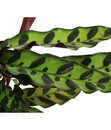 Bild 3 von Korbmarante - Calathea lancifolia