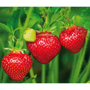Bild 1 von Erdbeerpflanzen Ampel