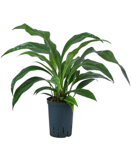 Blattanthurie - Anthurium ellipticum 'Jungle King', Hydrokultur