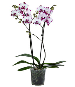 Schmetterlingsorchidee - Phalaenopsis cultivars 'King Car Dalmatian'