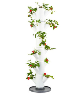Gusta Garden Erdbeerbaum Sissi Strawberry Classic, ca. B32/H113/T27 cm