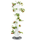 Bild 1 von Gusta Garden Erdbeerbaum Sissi Strawberry Classic, ca. B32/H113/T27 cm