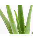 Bild 3 von Echte Aloe - Aloe vera