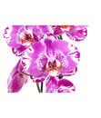 Bild 2 von Schmetterlingsorchidee - Phalaenopsis cultivars 'Victorio'