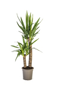 Palmlilie Yucca H 80 cm 19 cm Topf