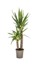 Bild 1 von Palmlilie Yucca H 80 cm 19 cm Topf
