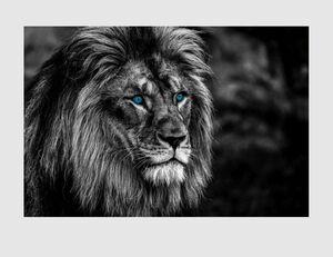 Bild Löwe Blaue Augen