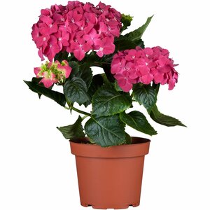 Bauernhortensie "Pink Pop" Rosa Höhe ca. 50 - 60 cm Topf ca. 5 l Hydrangea